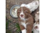 Australian Shepherd Puppy for sale in Jacksonville, FL, USA