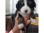 Bernese Mountain Dog Puppy for sale in Lapeer, MI, USA