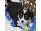 Pembroke Welsh Corgi Puppy for sale in Newberry, FL, USA