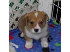 Pembroke Welsh Corgi Puppy for sale in Newberry, FL, USA