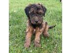 Mutt Puppy for sale in Canfield, OH, USA