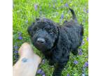 Mutt Puppy for sale in Canfield, OH, USA