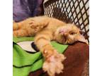 Adopt Pumpkin a Domestic Short Hair