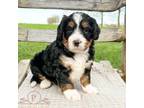Mutt Puppy for sale in Arthur, IL, USA