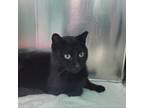 Adopt Chorizo a Domestic Short Hair