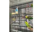 Adopt Finnegan a Parakeet (Other)