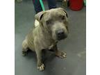 Adopt Hudson a American Staffordshire Terrier, Mixed Breed