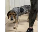 Adopt Milport a Bluetick Coonhound