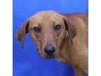 Adopt Willie-041005S a Redbone Coonhound, Feist