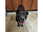 Adopt Sintatra- 041102S a Pit Bull Terrier