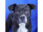 Adopt Sinatra- 041102S a Pit Bull Terrier