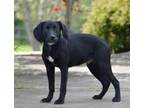 Adopt AUSTIN a Black and Tan Coonhound, Labrador Retriever