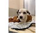 Adopt WISHBONE a Parson Russell Terrier, Pit Bull Terrier