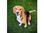 Adopt MARVIN a Beagle