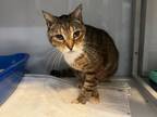 Adopt Bullfrog a Domestic Short Hair