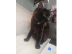 Adopt Little bear a Domestic Medium Hair, Domestic Short Hair