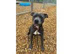 Adopt Batman a Pit Bull Terrier, Mixed Breed