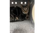 Adopt Cletus a Domestic Short Hair