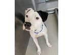 Adopt OREO a Labrador Retriever, Dalmatian