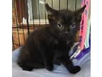 Adopt Harry Potter a Domestic Short Hair