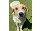 Adopt FALCON a Anatolian Shepherd, Mixed Breed