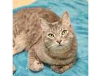 Adopt Barry a Domestic Medium Hair