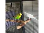Adopt Gonzo (fostered in Omaha) a Parakeet (Other)