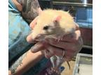 Adopt Joker (fostered in La Vista) a Rat