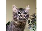 Adopt Loki a Maine Coon