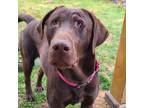 Adopt Theo a Chocolate Labrador Retriever