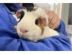 Adopt Marvin a Guinea Pig