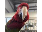 Adopt Valentino a Macaw