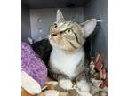 Adopt Andy a Domestic Short Hair