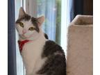 Adopt Garnet (Bonded with Jade) a Domestic Short Hair