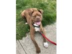 Adopt Elmer Fudd a Pit Bull Terrier