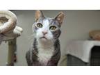 Adopt Smokey a Domestic Short Hair