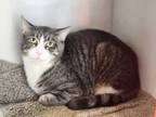 Adopt Sweetie a Domestic Short Hair