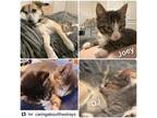 Adopt Joey and DJ a American Shorthair