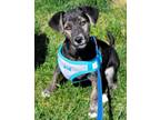 Adopt Conner a Australian Shepherd, Terrier