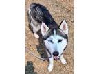 Adopt COCO a Husky, Mixed Breed