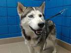 Adopt COCO a Husky, Mixed Breed