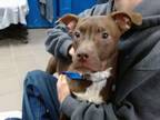 Adopt ASPEN a Pit Bull Terrier, Mixed Breed