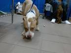 Adopt COSMO a Pit Bull Terrier, Mixed Breed