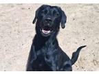 Adopt DOUG a Labrador Retriever, Mixed Breed
