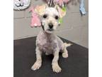 Adopt BRAVE HEART LION a Terrier, Mixed Breed