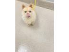 Adopt SPARKY a Terrier, Mixed Breed