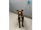 Adopt SAGE a Pit Bull Terrier, Mixed Breed
