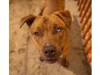 Adopt HANCHO a Pit Bull Terrier, Mixed Breed