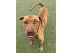 Adopt HANCHO a Pit Bull Terrier, Mixed Breed
