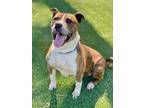 Adopt WALTER a Pit Bull Terrier